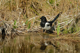 Ekster / Eurasian Magpie (Tuinhut Arjan Troost)