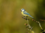 Pimpelmees / European Blue Tit (Tuinhut Arjan Troost)