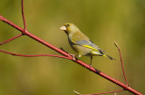 Groenling / European Green Finch (Tuinhut Arjan Troost)