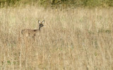 Ree / Roe Deer (Engbertsdijksvenen