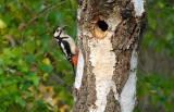 G.B.Specht / Great Spotted Woodpecker.