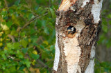 G.B.Specht / Great Spotted Woodpecker.