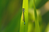 DSCF5546