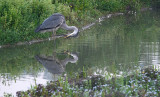 Blauwe Reiger / Grey Heron (de Oelemars)