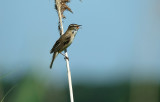 Rietzanger / Sedge Warbler (de Starrevaart)