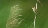 Rietzanger / Sedge Warbler (de Starrevaart)