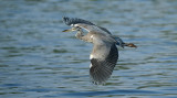 Blauwe Reiger / Grey Heron (de Starrevaart)