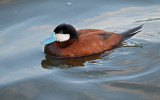 Rosse Stekelstaart / Ruddy Duck (de Starrevaart)