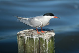 Visdief / Common Tern (de Starrevaart)