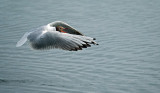 Kokmeeuw / Black-headed Gull (de Starrevaart)