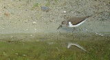 Oeverloper / Common Sandpiper (de Oelemars)