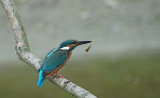 IJsvogel / Common Kingfisher (de Oelemars)