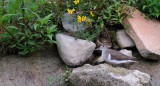 Oeverloper / Common Sandpiper (de Oelemars)