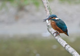 IJsvogel / Common Kingfisher (de Oelemars)