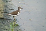Oeverloper / Common Sandpiper (de Oelemars)