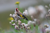 Putter / European Goldfinch (de Oelemars)