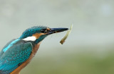 IJsvogel / Common Kingfisher (de Oelemars)