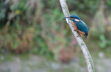 IJsvogel / Common Kingfisher (de Oelemars)