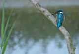 IJsvogel / Common Kingfisher (de Oelemars)