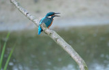 IJsvogel / Common Kingfisher (de Oelemars)