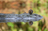 Woelmuis (HBN-hut XL)