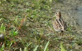 Watersnip / Common Snipe (de Oelemars)