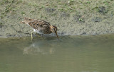 Watersnip / Common Snipe (de Oelemars)