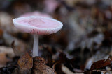 DSCF9413 (de Oelemars)