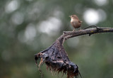 Winterkoning / Winter Wren (eigen tuin)