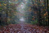 Herfstkleuren (Losser)