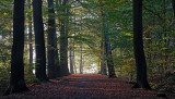 Herfstkleuren (Losser)