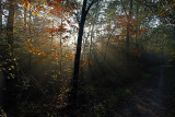 Herfstkleuren (Losser)