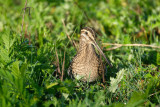 Watersnip / Common Snipe (de Oelemars)