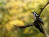 Grote Bonte Specht / Great Spotted Woodpecker (hut Arjan Troost)