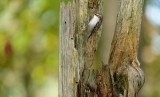 Boomkruiper / Short-toed Treecreeper (hut Arjan Troost)