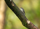 Boomkruiper - Short-toed Treecreeper