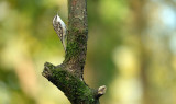 Boomkruiper / Short-toed Treecreeper (hut Arjan Troost)