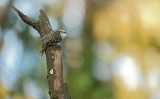 Boomkruiper / Short-toed Treecreeper (hut Arjan Troost)