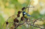 Koolmees / Great Tit (hut Arjan Troost)