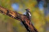 Middelste Bonte Specht / Middle Spotted Woodpecker)(hut Arjan Troost)