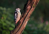 Middelste Bonte Specht / Middle Spotted Woodpecker)(hut Arjan Troost)