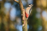 Grote Bonte Specht / Great Spotted Woodpecker (hut Arjan Troost)