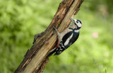 Specht / Woodpecker