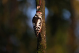 Middelste Bonte Specht / Middle Spotted Woodpecker)(hut Arjan Troost)