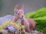 Eekhoorn / Squirrel (HBN-hut8)