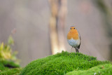 Roodborst / European Robin (HBN-hut8)