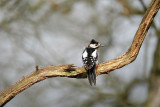 G.B.Specht / Great Spotted Woodpecker (HBN-hut8)