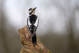 G.B.Specht / Great Spotted Woodpecker (HBN-hut8)