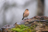 Vink / Common Chaffinch (HBN-hut8)