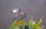 Glanskop / Marsh Tit (HBN-hut8)